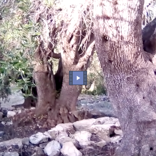 Paxoi Residences for Sale Video 5